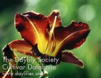 Daylily Boot Scoot'n Guerneville